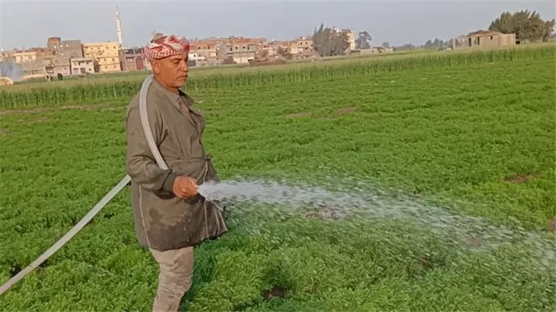 حيلة جديدة بسبب قلة الأمطار..  فلاحو كفر الشيخ يلجؤون إلى طريقة غريبة لري الكمون