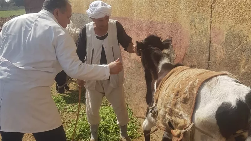  تحصين نحو 130 ألف رأس ماشية ضد الجلد العقدي وجدري الأغنام بالفيوم 