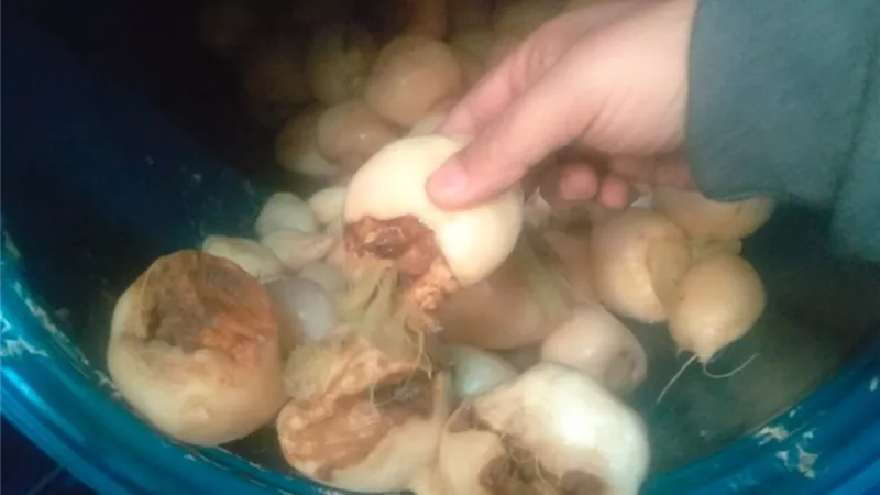 قبل طرحها للجمهور و تداولها بالأسواق.. ضبط 10 أطنان مخلل فاسدة بسوهاج 