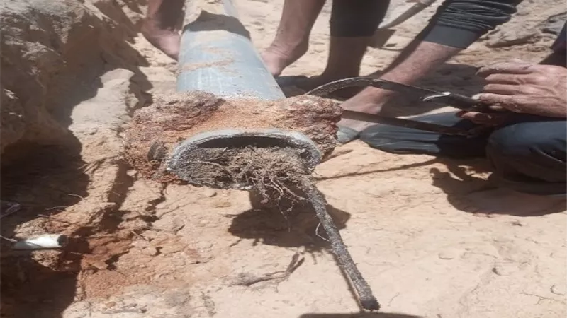 رئيس مياه القناة: استخراج جذور الأشجار من شبكات قرية ميت أبو الكوم