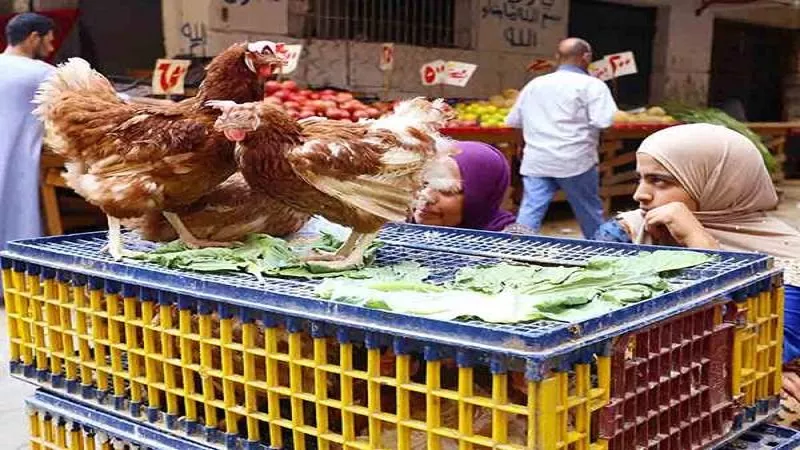 رئيس شعبة الدواجن يفضح التهويل الإعلامي: 