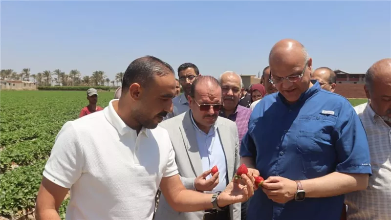 من طوخ لموائِد العالم.. محافظ القليوبية يتفقد حصاد الفراولة بقرية ميت كنانة