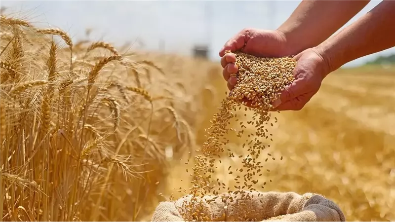 نقيب الزراعيين: 3 مزايا ساهمت في زيادة إنتاجية القمح الموسم الحالي|فيديو 