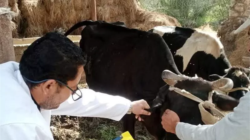 بيطري الشرقية: تحصين أكثر من 745 ألف رأس ماشية ضد الحمى القلاعية 