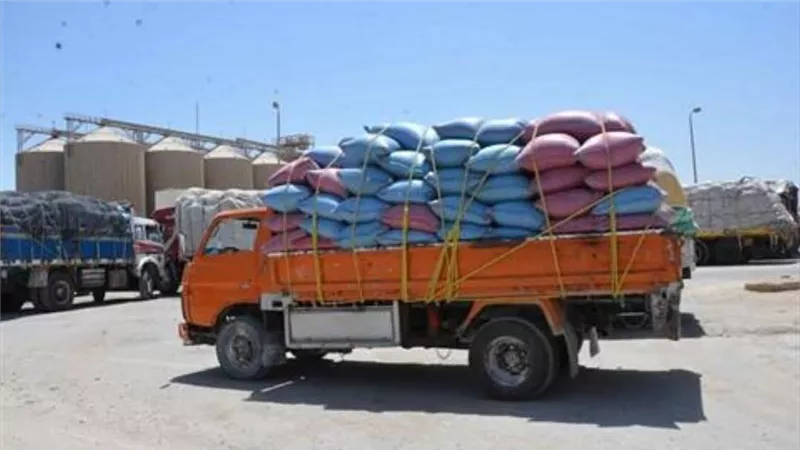 المنيا تورد 537 ألف طن قمح وتواصل تشديد الرقابة على منظومة التوريد بكفاءة