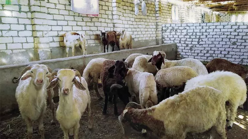 بأسعار تبدأ من ٢٥٠ جنية للكيلو.. انطلاق فعاليات معارض «أهلًا بالعيد»