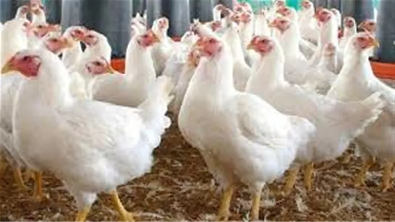 أسعار الفراخ والبانيه اليوم الأحد 31 أغسطس 2025 في الأسواق 