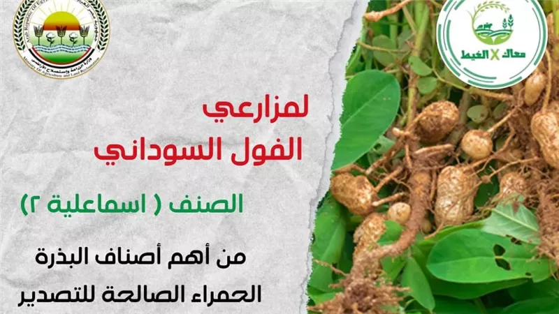 «معاك في الغيط».. توعية زراعية لتحسين إنتاج الفول السوداني وتوسيع التصدير