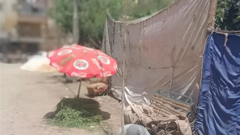 ضمن خطة تطوير حي غرب.. حملة لنظافة وتشجير ميدان البدري وشارع الخمسين