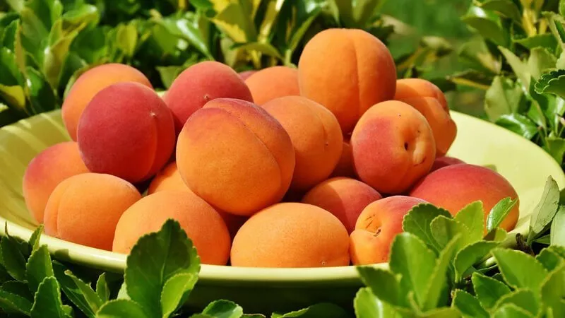 فاكهة ولا وصفة طبية؟.. الخوخ ينقذ الهضم والقلب ويحمي من السرطان