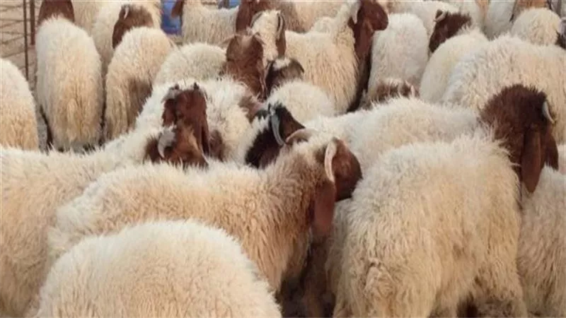 «قبل العيد» تعرف على 12 علامة لاختيار الأضحية... وعلامات اللحم السليم 