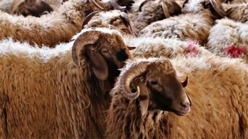 مع اقتراب عيد الأضحى.. شروط ينبغي توافرها فى الأضاحي