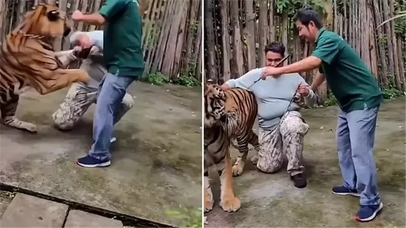 نمر ينقض على سائح أثناء محاولة التقاط 