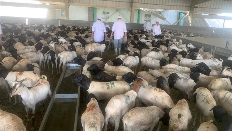 220 طبيبًا بيطريًا مصريًا يشرفون على الأضاحي بالمملكة العربية السعودية