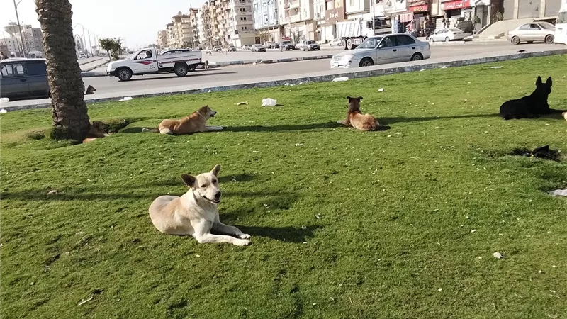 الكلاب الضالة تهدد حياة المواطنين في السويس.. مناشدات بتدخل المحافظ 