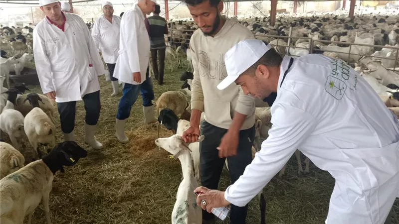 وزير الزراعة يتابع أعمال البعثة البيطرية المصرية للإشراف على الهدي والأضاحي 