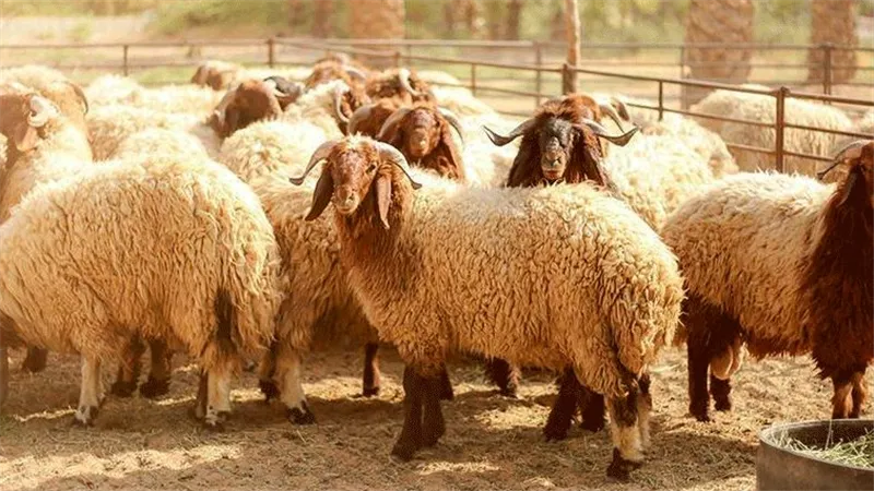 كارثة في أول أيام العيد: إصابة 14 ألف شخص خلال ذبح الأضاحي بتركيا
