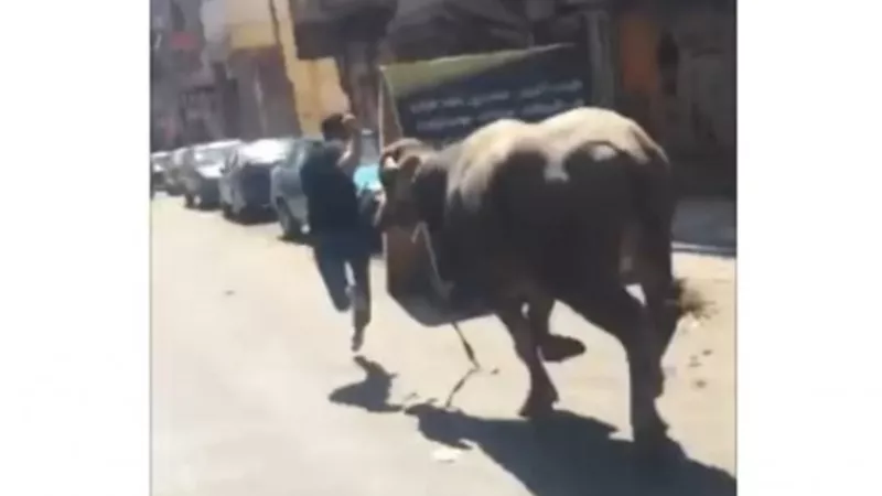 حصار محل حلاقة باسنطبول وإغلاق شوارع تعز.. ماذا فعلت الثيران الهاجئة في ٢٠٢٦