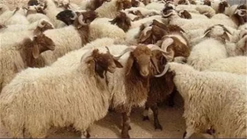 التحالف الوطني: توزيع لحوم الأضاحي في 27 محافظة يستهدف مليوني أسرة