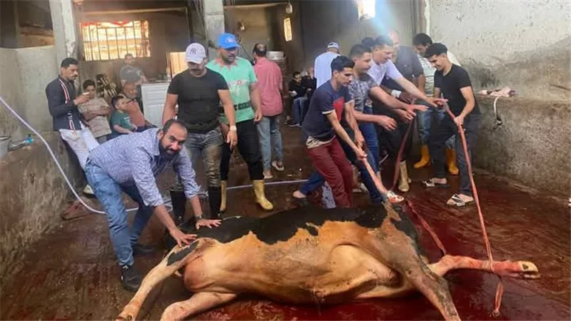 ما يستحب للمضحي فِعله بالذبيحة قبل الأضحية.. دار الإفتاء توضح