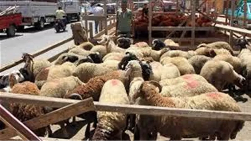  الغرف التجارية: شراكة حكومية لخفض أسعار سلع ولحوم العيد بـ 25%