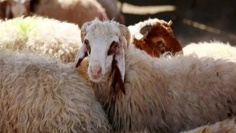 هل يجوز الأكل من هدي التطوع في الحج؟ دار الإفتاء تُجيب