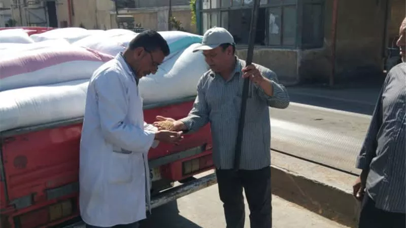 انتظام أعمال توريد القمح المحلي للموسم الحالي بالبحيرة
