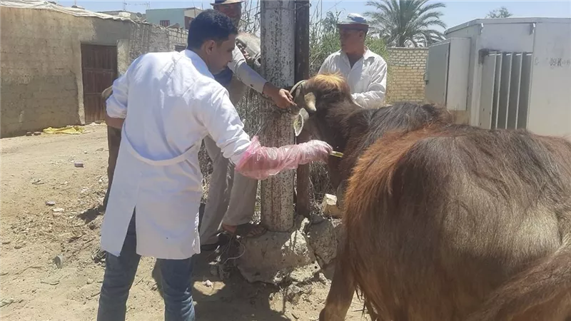  431 قافلة بيطرية مجانية لعلاج أكثر من 235 ألف رأس حيوان وطائر في 393 قرية