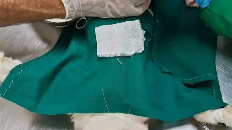 نجاح عملية قيصرية لإنقاذ قطة في الغربية بعد تعثر ولادتها