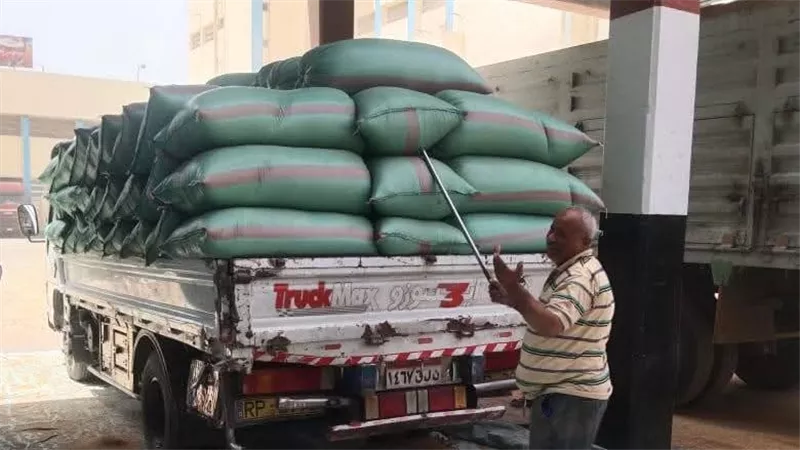 انتظام توريد القمح بالمنيا.. استقبال أكثر من 375 ألف طن منذ انطلاق الموسم