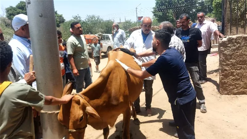 بهدف حماية وتنمية الثروة الحيوانية.. جامعة المنيا تطلق قافلة بيطرية بديرمواس