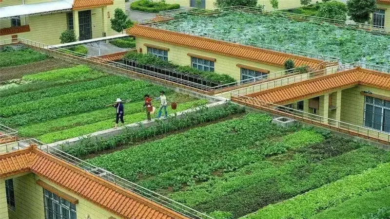 المدن ذات الأسقف الخضراء.. 7 دول تطبقها في العالم من بينها مصر 