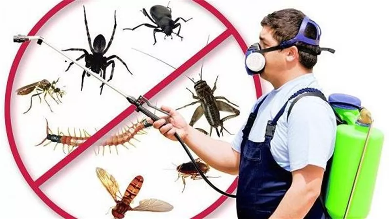 استهدفنا 5.5 مليون فدان.. مكافحة الآفات تنهي أعمال حملتها على القوارض 