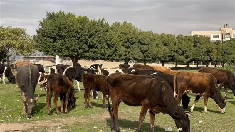 تسليم (22) رأس ماشية للأسر الأولى بالرعاية بقرى مركز نجع حمادي في قنا
