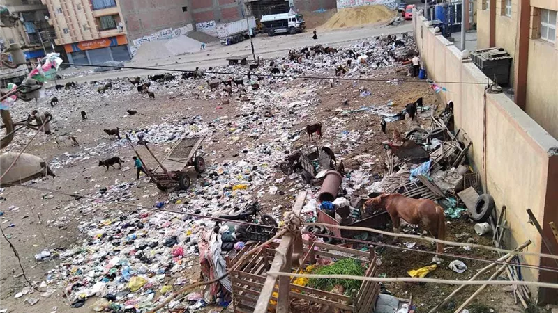 بيأكلوهم من الزبالة.. سكان شارع الترعة بالمحلة يشكون من انتشار الخراف بالشوارع