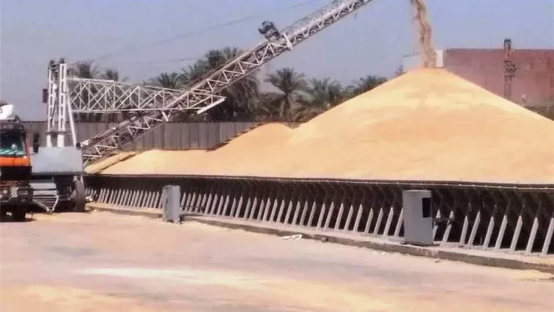 التموين: تحسّن ملحوظ في توريد القمح المحلي.. وإغلاق بعض نقاط الاستلام 