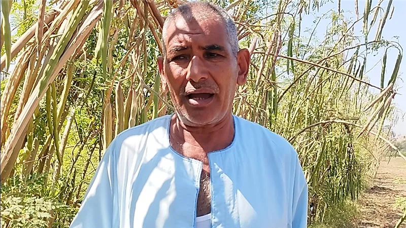 مزارع قناوي يحقق نجاحاً بزراعة «المورينجا» ويتوسع في التصدير لألمانيا