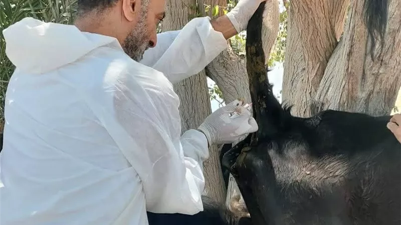 الطب الوقائي: جهود لمنع انتشار الأوبئة وعلاج 572 حالة ماشية وطيور |صور