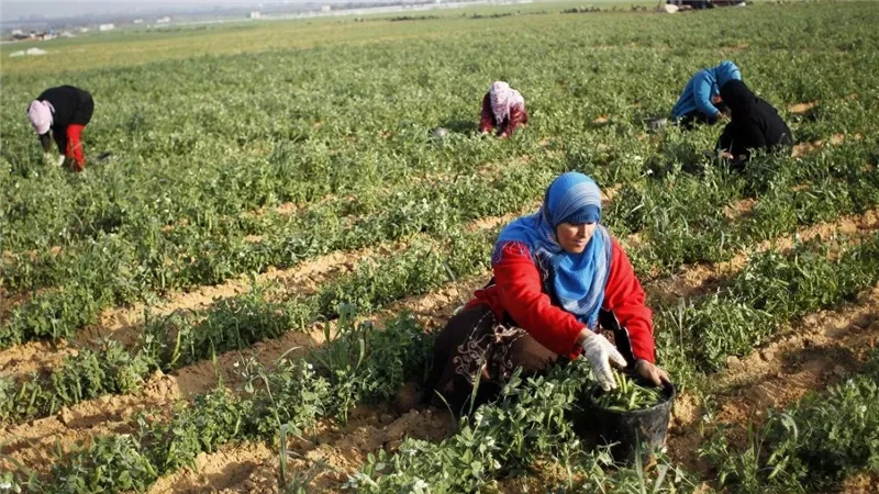 قانون العمل الجديد.. متى تحصل العاملات غير المنتظمات على حقوقهن؟