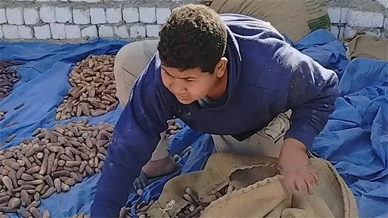 أطفال في وجه الشمس.. أطفال مسطاح البلح: «بنشقى عشان 25 جنيه»