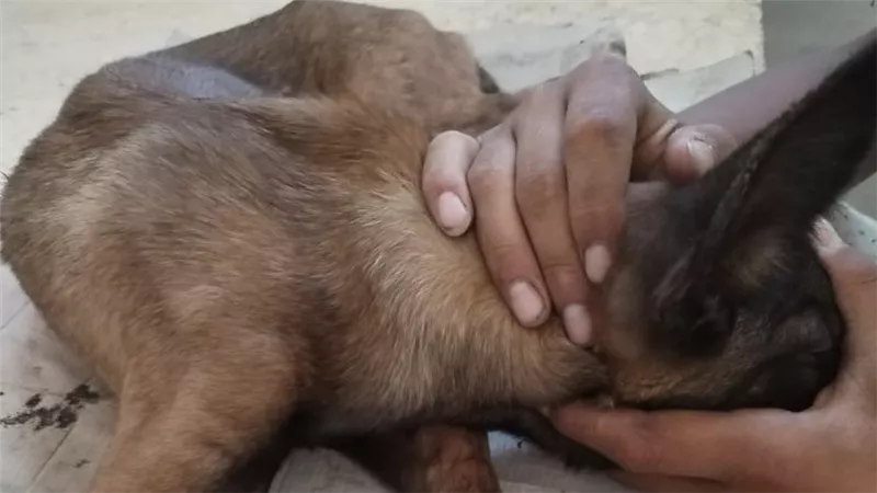 محافظ الإسماعيلية يتابع جهود الطب البيطري في تقديم الرعاية للحيوانات الأليفة 