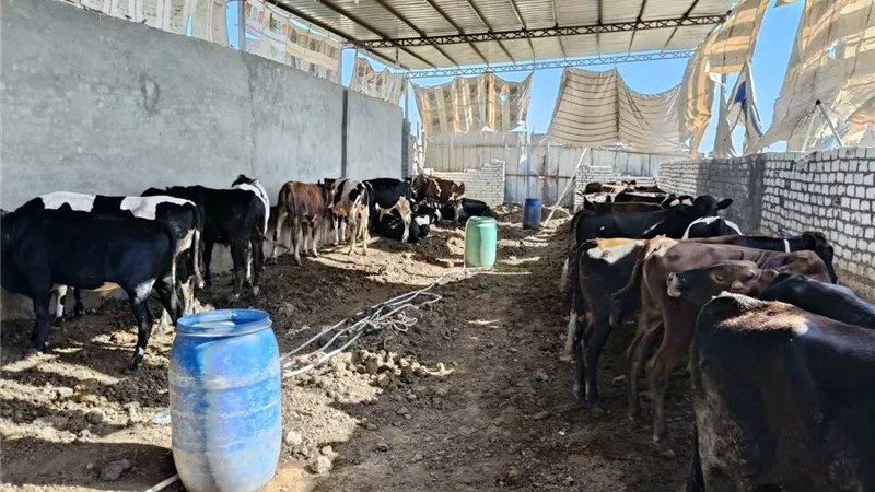 120 لجنة بيطرية تبدأ تطعيم الماشية بكفر الشيخ لحماية الثروة الحيوانية
