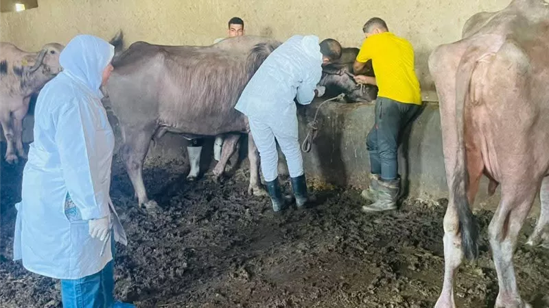 استمرار جهود 