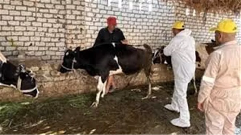 جهود مكثفة لتوعية المربين وتعزيز مناعة الماشية ضد الأمراض الوبائية 