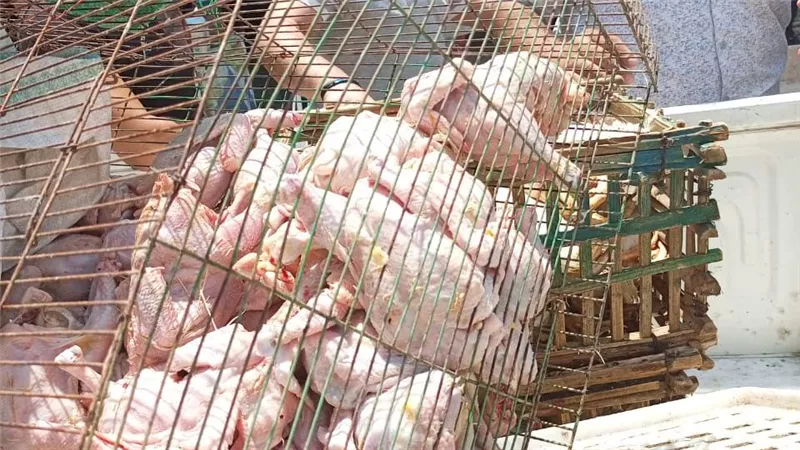 ضبط كمية كبيرة من الدواجن النافقة قبل بيعها بالاسواق في بورسعيد