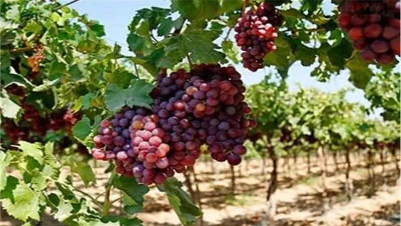 «العنب» يساهم في زيادة حجم الصادرات المصرية إلى أوزبكستان