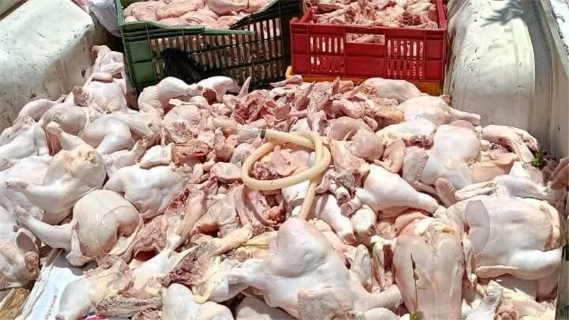 الفرخة بجنيه.. فيديو هز السوشيال وقرار عاجل من وزارة الزراعة |القصة الكاملة