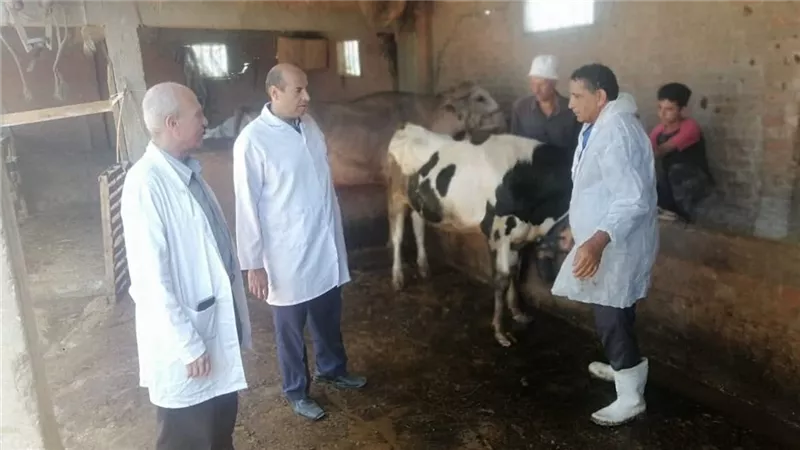 التفاصيل الكاملة لإطلاق بيطري دمياط حملة لتحصين الماشية