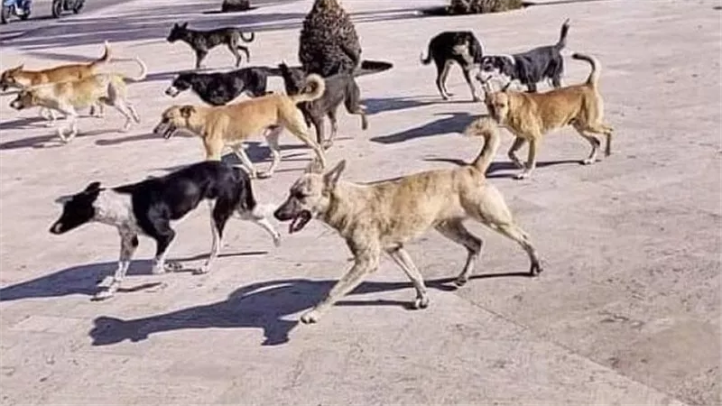 نائب يطالب بحلول عاجلة لمواجهة انتشار 40 مليون كلب ضال 