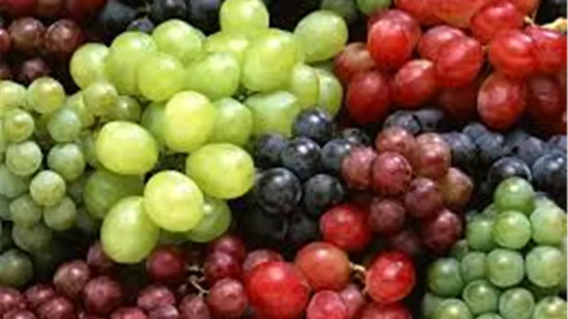 فوائد العنب الصحية لا تُقدَّر بثمن.. 10 أسباب لتناوله يوميًا 